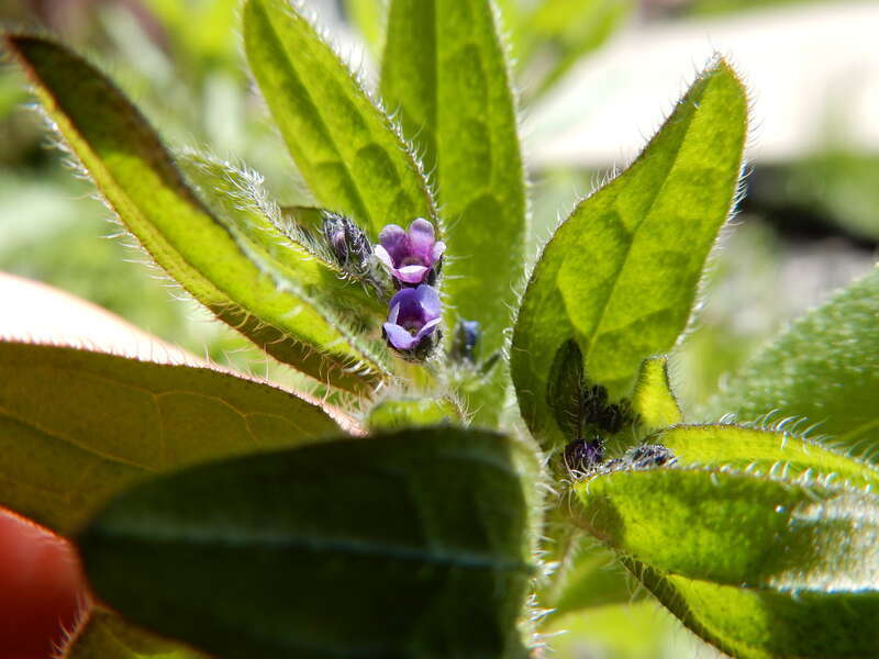 Asperugo in early season flowering condition growing along side a building and under a canopy of Toba Hawthorn (Crataegus x mordenensis 'Toba') and Cotoneaster lucida. The scabrous or hirsute hairs covering the herbage of this species facilitate its