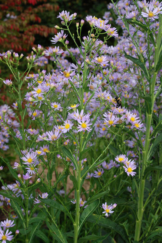 Aster tataricus