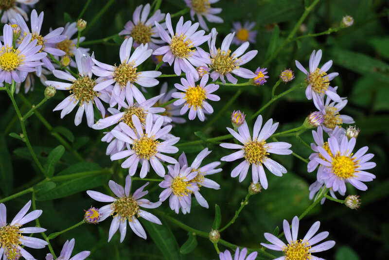 Aster tataricus