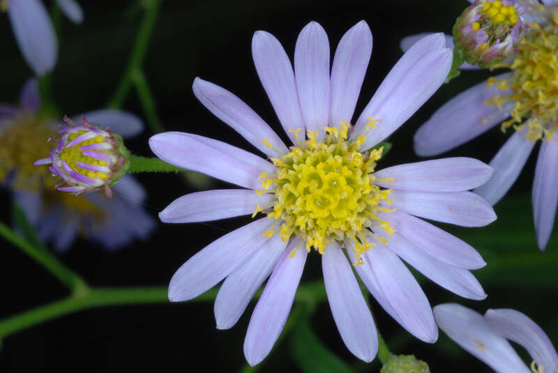 Aster tataricus