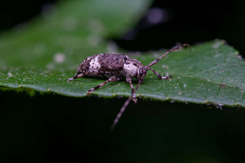 Astylopsis macula in the United States