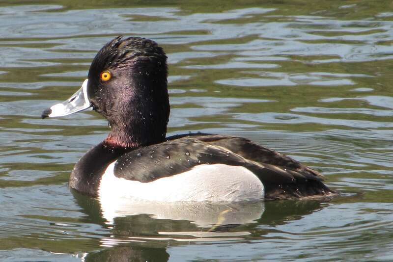Ring-necked duck male (Aythya collaris)
Location: Ralph B. Clark Regional Park, Buena Park, CA, USA

The red line around the neck for which the species takes its name is visible in this image.