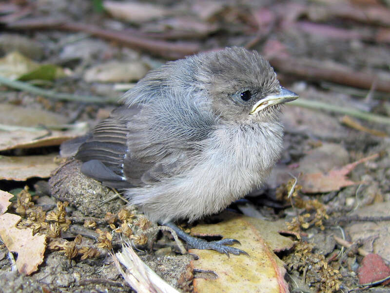 Baby Blue-gray Gnatcatcher