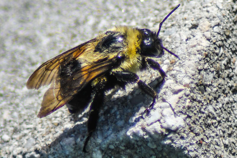 Bee