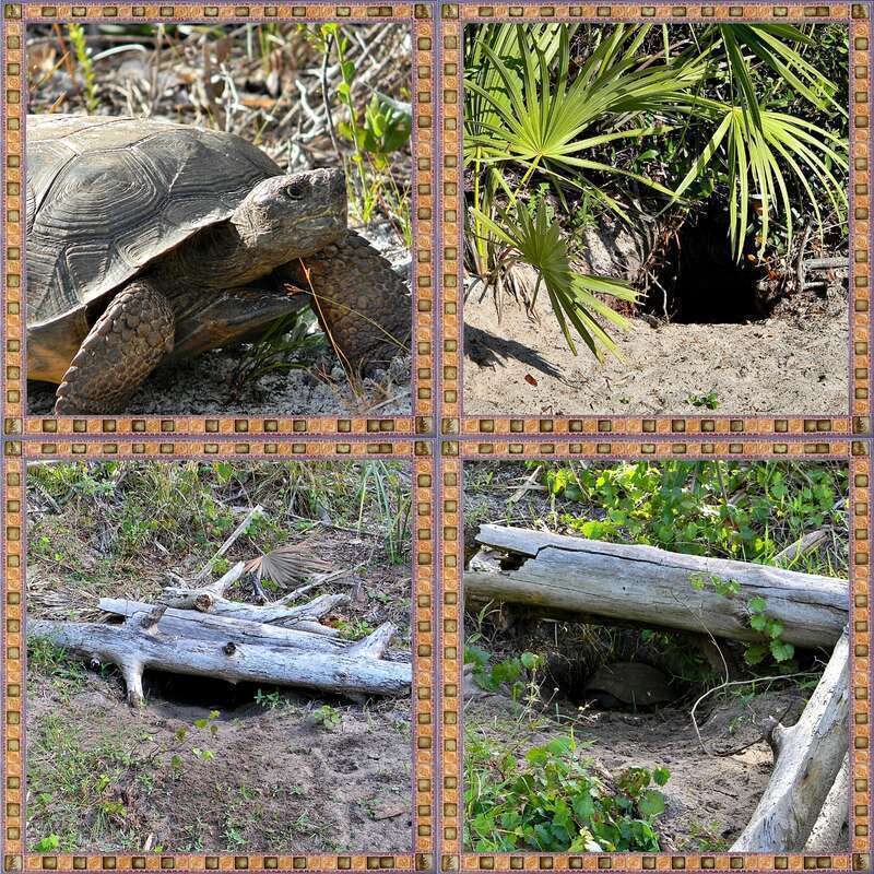Here are three of the more creative and beautiful gopher tortoise burrows I have seen within a few miles of my shanty!