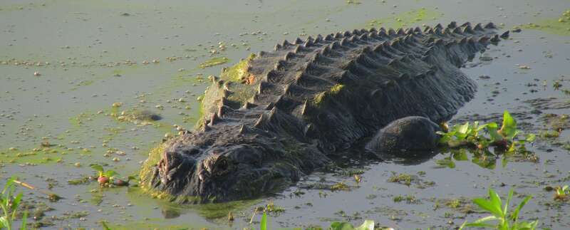 One big alligator I came across at Kissimmee lakefront park