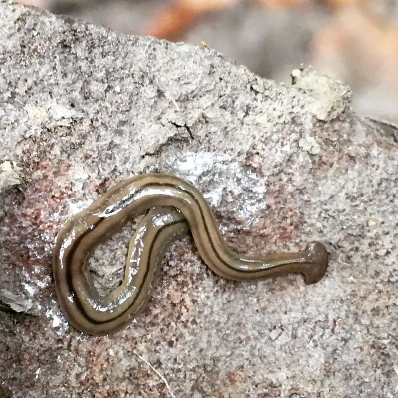 Three-lined Land Planarian (Bipalium pennsylvanicum)