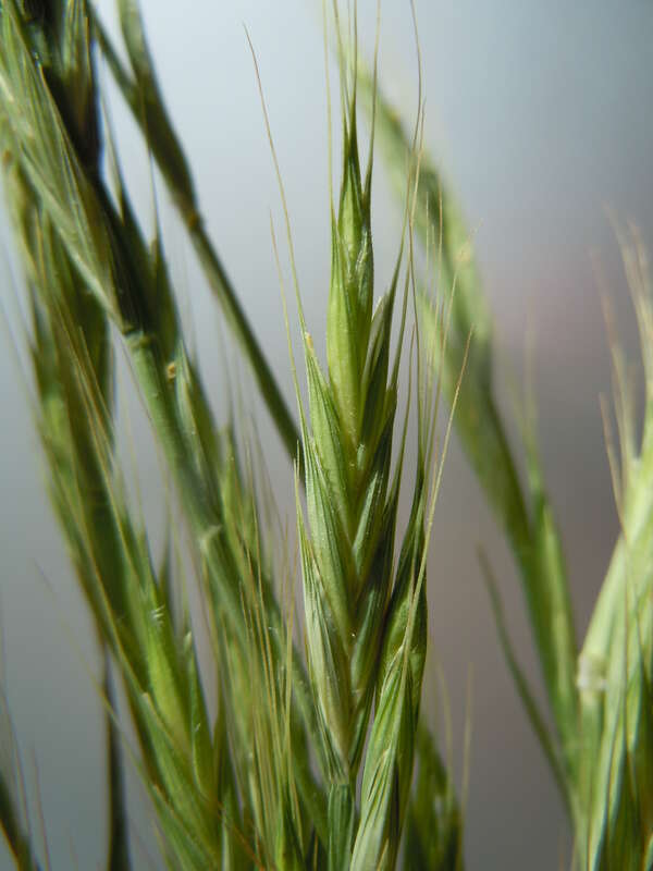The brome-like spikelets arranged on wheatgrass-like inflorescences are distinctive of this genus. [Photo of M. Schmidt collections.]