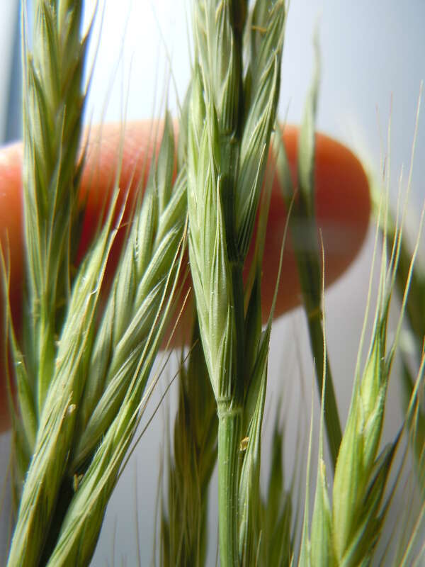 The brome-like spikelets arranged on wheatgrass-like inflorescences are distinctive of this genus. [Photo of M. Schmidt collections.]