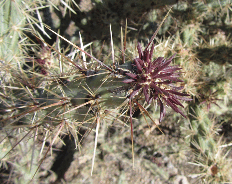 cylindropuntia acanthocarpa