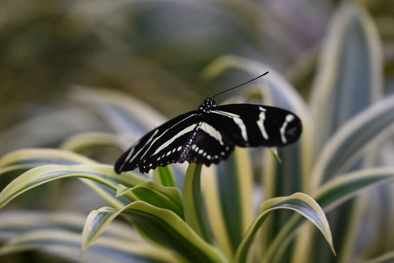 Taken on Thursday, March 31, 2022 during the annual Blooms and Butterflies exhibition in the Pacific Island Water Garden area of the Franklin Park Conservatory in Columbus, Ohio.