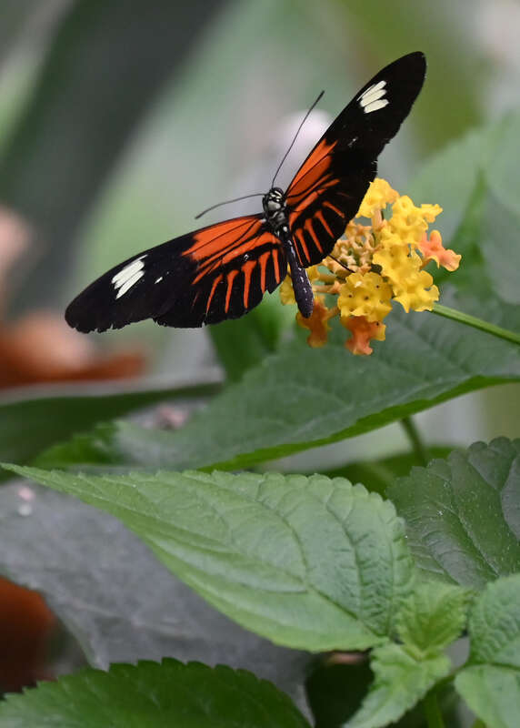 Taken on Thursday, March 31, 2022 during the annual Blooms and Butterflies exhibition in the Pacific Island Water Garden area of the Franklin Park Conservatory in Columbus, Ohio.
