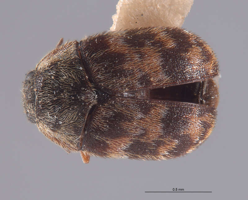 Catalog #: CASTYPE8218
Occurrence ID: CASTYPE8218
Taxon: Trogoderma sternale maderae Beal, 1954
Family: Dermestidae
Determiner: Richard S. Beal, Jr.
Type Status: holotype
Collector: E. Gorton Linsley
Date: 1944-04-15
Verbatim Date: iv-15-44
Locality: