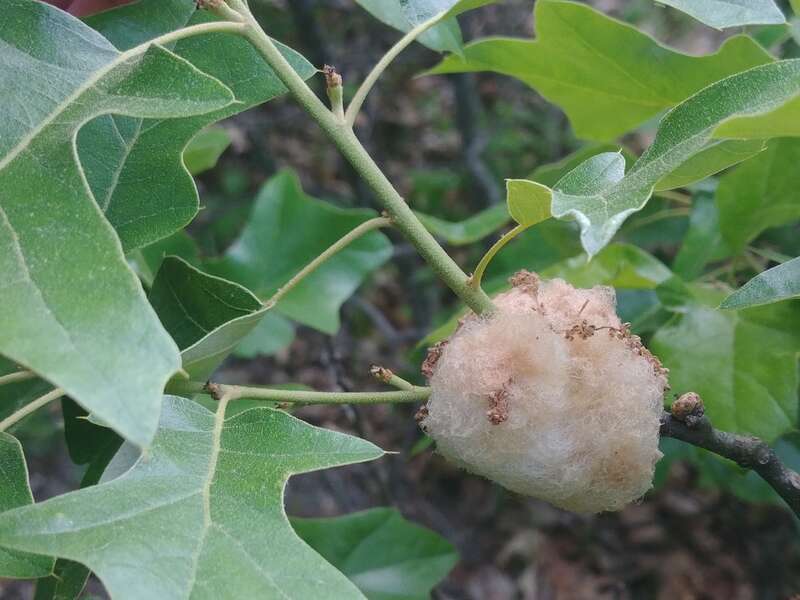 Gall caused by Woolly Catkin Gall Wasp (Callirhytis quercusoperator), a species of insect.