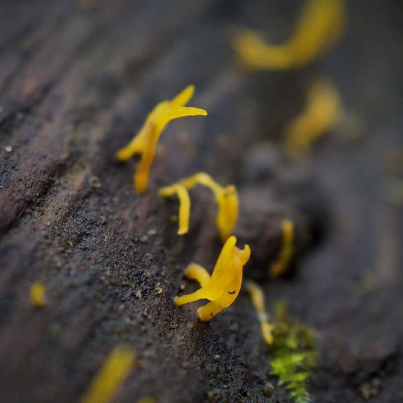club-like tuning fork (Calocera cornea)