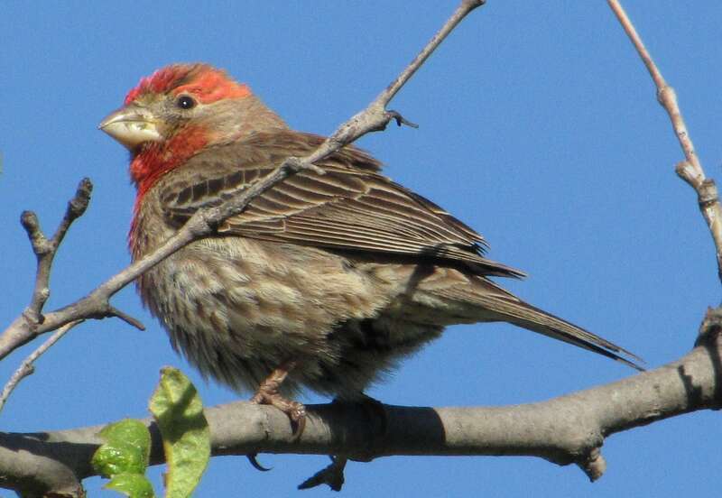 House finch (Carpodacus mexicanus)
Location: Ralph B. Clark Regional Park, Buena Park, CA, USA