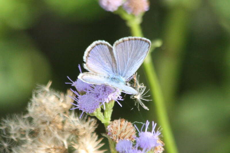 Hemiargus ceraunus