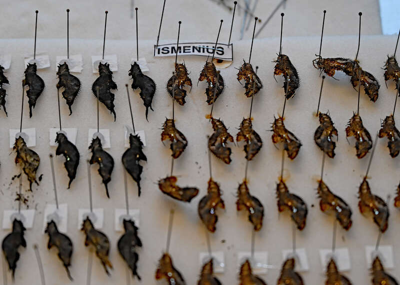 Chrysalises incubating in the Metamorphosis Lab in the Grand Atrium of the Franklin Park Conservatory in Columbus, Ohio.  Taken during the Conservatory's annual Butterflies and Blooms exhibit on March 31, 2022.