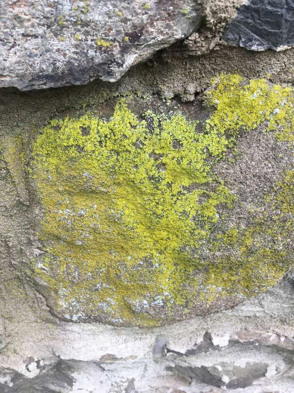 gold dust lichen (Chrysothrix candelaris)