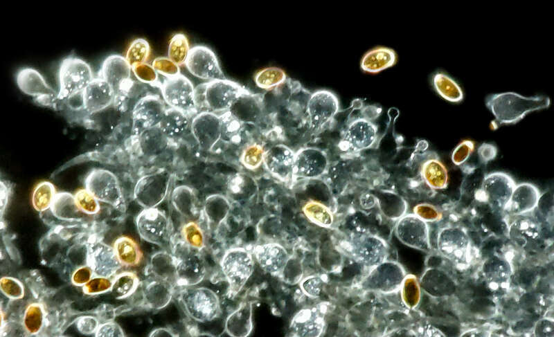 milky conecap (Conocybe apala)