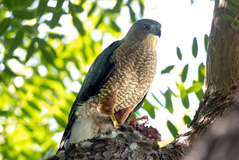 Cooper's Hawk? in Downtown Los Angeles
