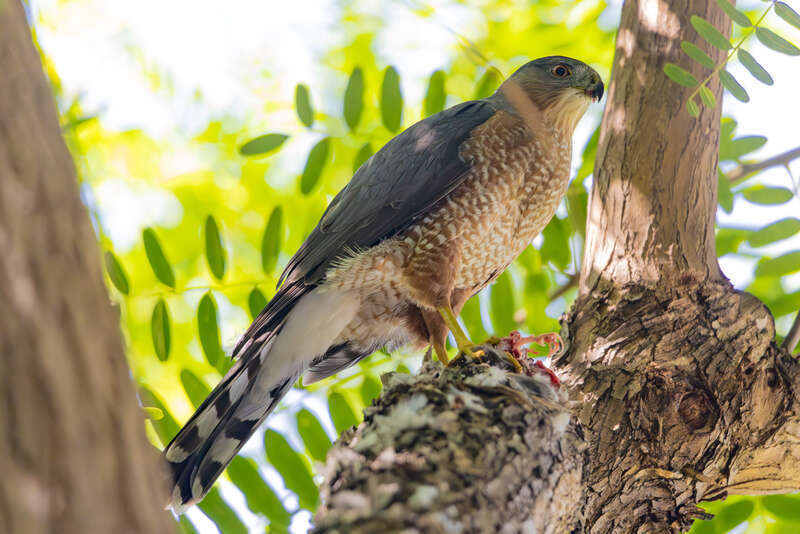 Cooper's Hawk? in Downtown Los Angeles