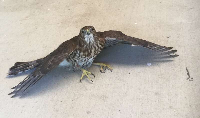 Imagine you are a young Cooper's Hawk and you see a delicious Wood Duck just setting there, not moving, and not alerted to the danger of the Hawk. Then you head for the duck with the object of having it for a meal.
The only problem with this scenario