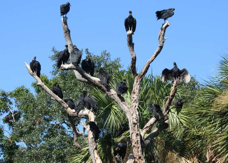 A flock of wild Black Vultures (also known as the American Black Vulture) perching in a tree at Brevard Zoo, Florida, USA.