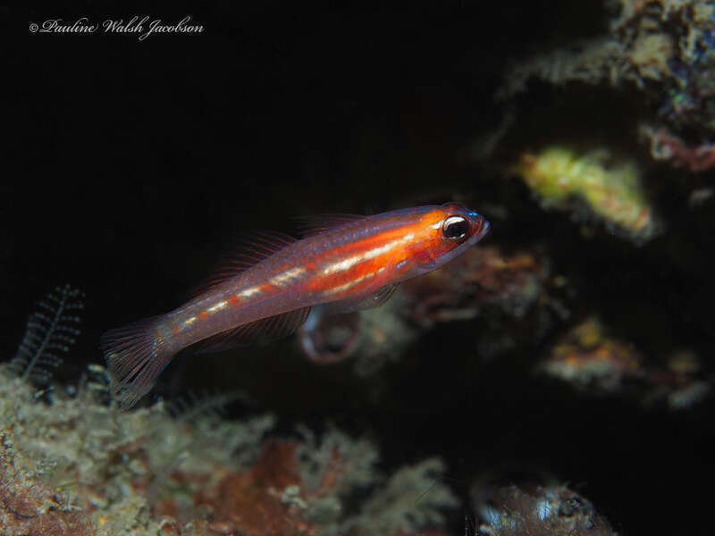 Masked Goby (Coryphopterus personatus)