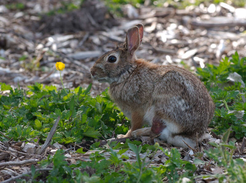 Eastern Cottontail rabbit in Marymoor Park, Redmond, Washington, near the meadow reserved for ground nesting birds. View of left profile, ears raised, with a yellow flower. Its leg appears to have been injured.