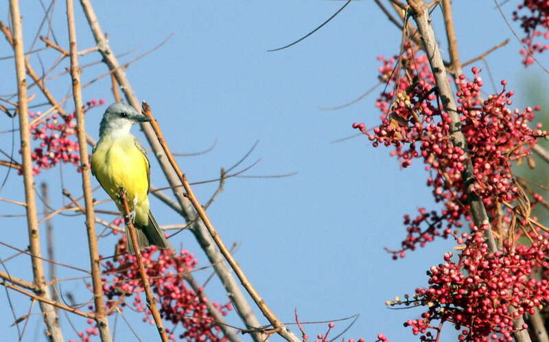 Couch's Kingbird
