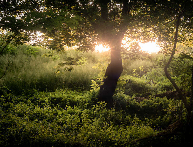 Decided to challenge myself to shoot landscape with just my 68 year old Zeiss Biotar lens. I am beat, but very happy with the results.

Croydon Creek Nature Center -- Rockville, MD