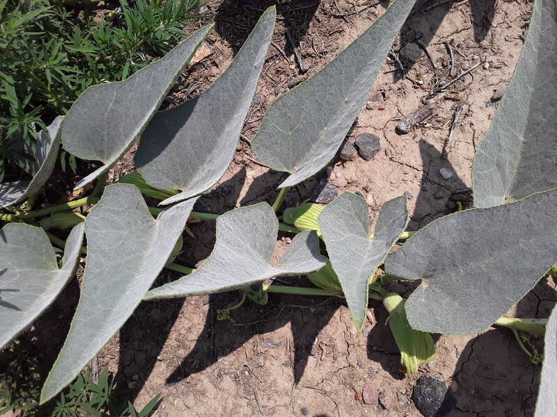 Cucurbita foetidissima (Buffalo Gourd)
Found growing in the United States near 170 S Chambers Rd, Aurora, CO 80017
Photographed in July of 2021
Longitude..... -104.809850

Latitude .... 39.713410