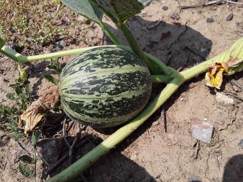 Cucurbita foetidissima (Buffalo Gourd)
Found growing in the United States near 170 S Chambers Rd, Aurora, CO 80017
Photographed in July of 2021
Longitude..... -104.809850

Latitude .... 39.713410