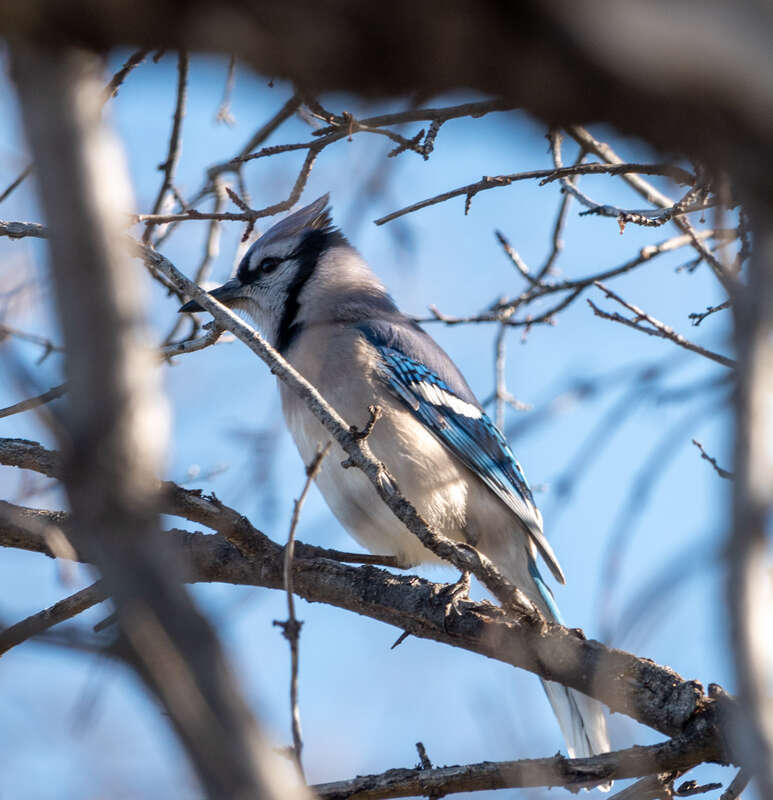 Blue Jay Cyanocitta cristata cyanotephra, Washington Park, Denver, Colorado, USA.