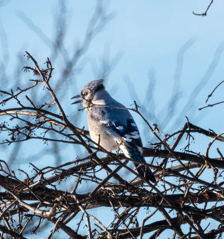 Blue Jay Cyanocitta cristata cyanotephra, Washington Park, Denver, Colorado, USA.