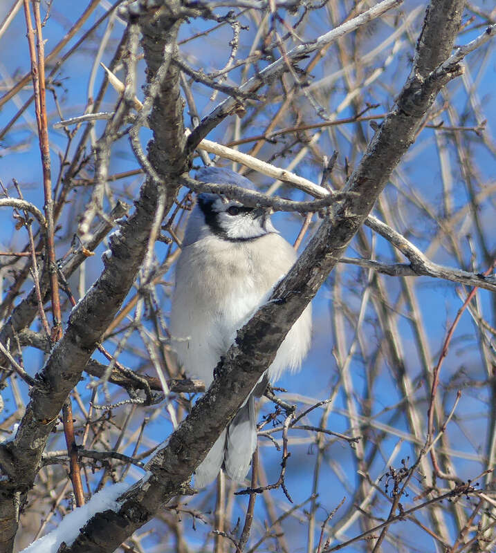 Blue Jay Cyanocitta cristata cyanotephra, Washington Park, Denver, Colorado, USA.
