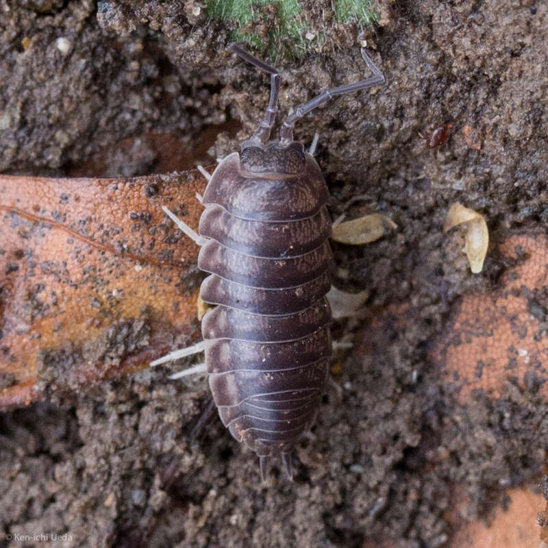 Curly Woodlouse (Cylisticus convexus) in Franklin, Ohio, United States