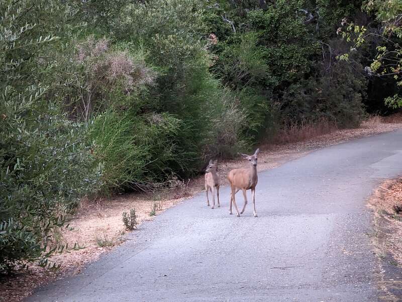 Laurelwood Park, San Mateo