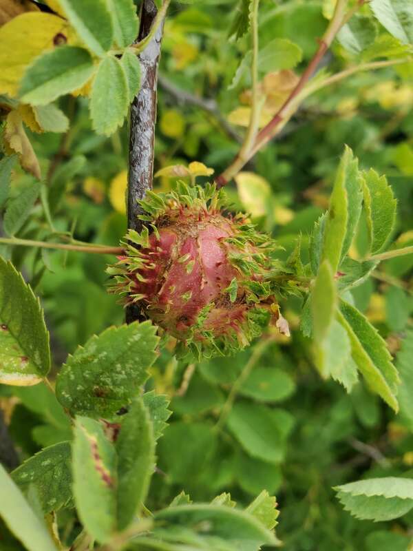 Photo of Diplolepis californica uploaded from iNaturalist.