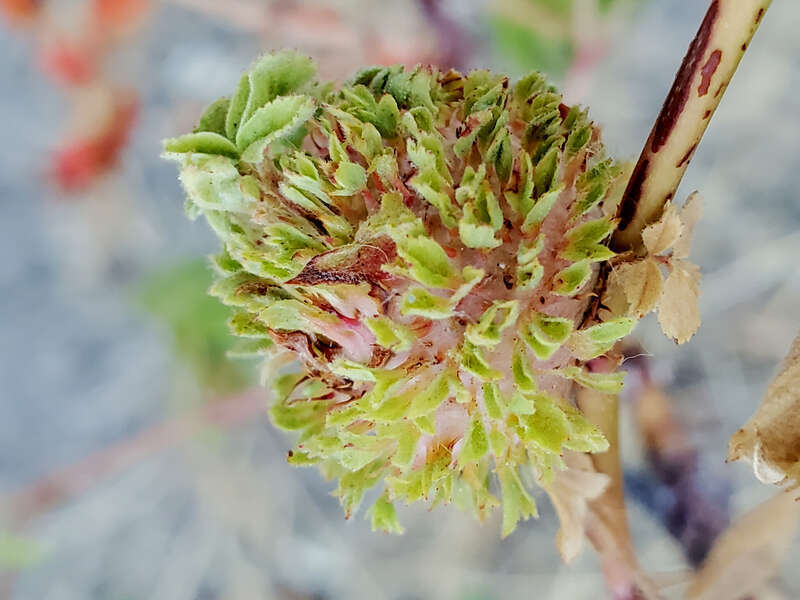 Photo of Diplolepis californica uploaded from iNaturalist.