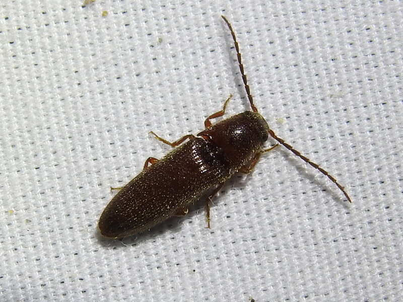 Dipropus simplex, Cameron County, TX, USA