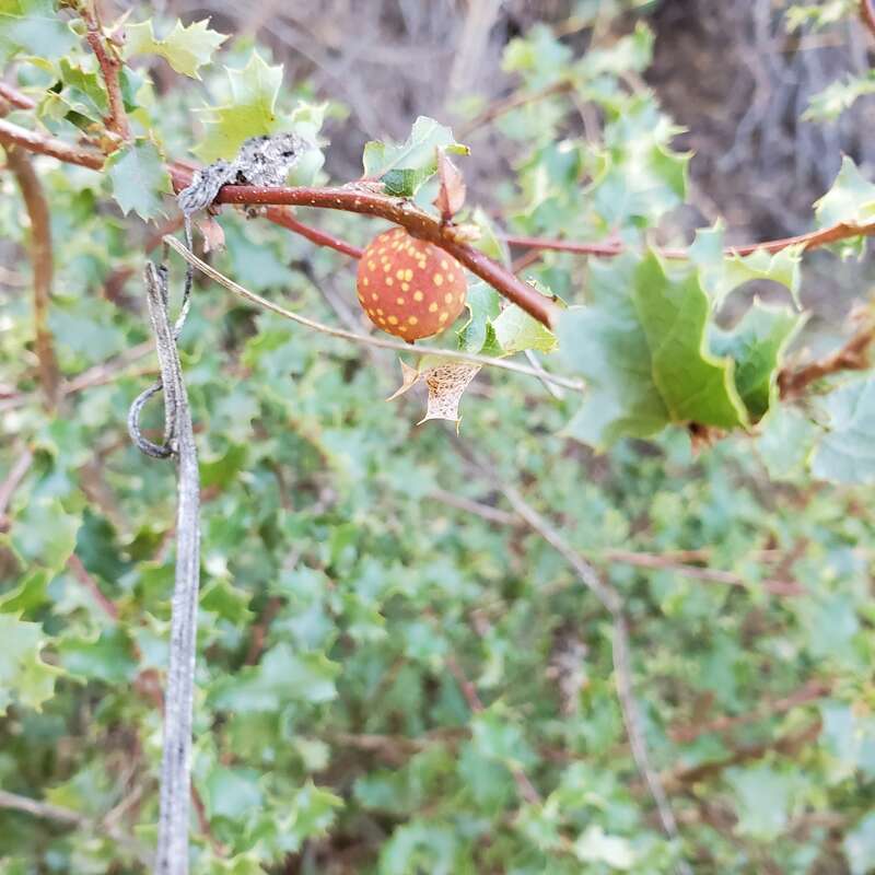 Beaked Twig Gall Wasp (Disholcaspis plumbella)