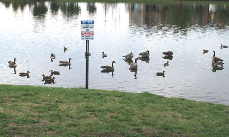 Ducks and Geese Trespassing on a Pond, Pittsfield Township, Michigan
