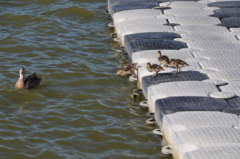 Come on children... you don't need a life jacket!