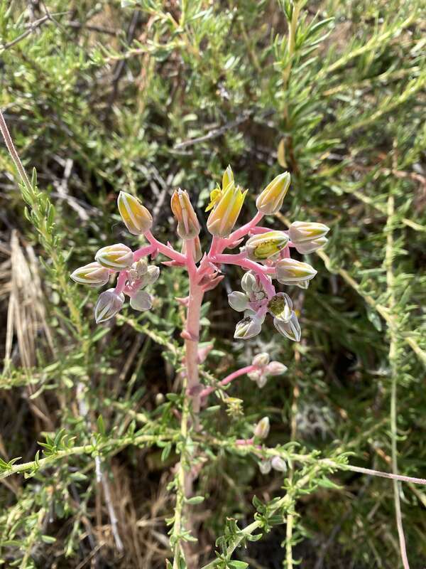 lanceleaf liveforever (Dudleya lanceolata)