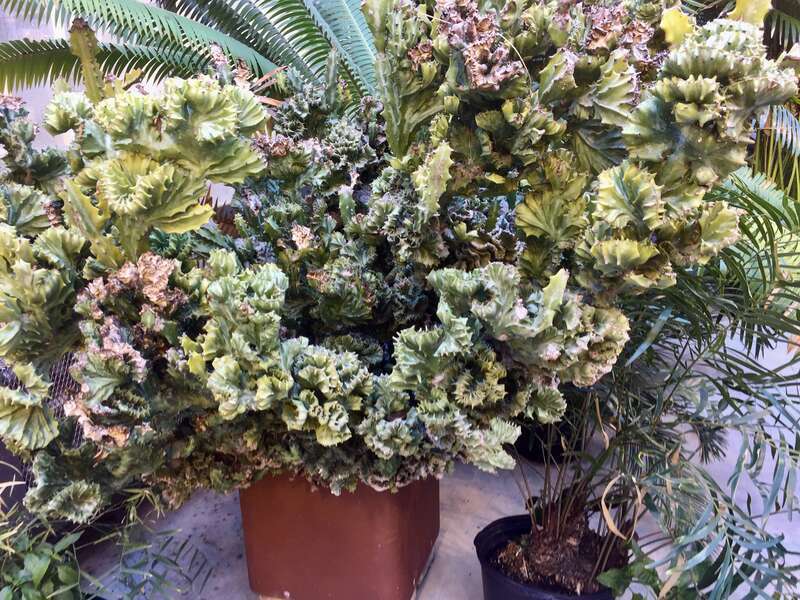60 year old Euphorbia lactea var. Cristata located at the Duke University greenhouse, Durham, USA.