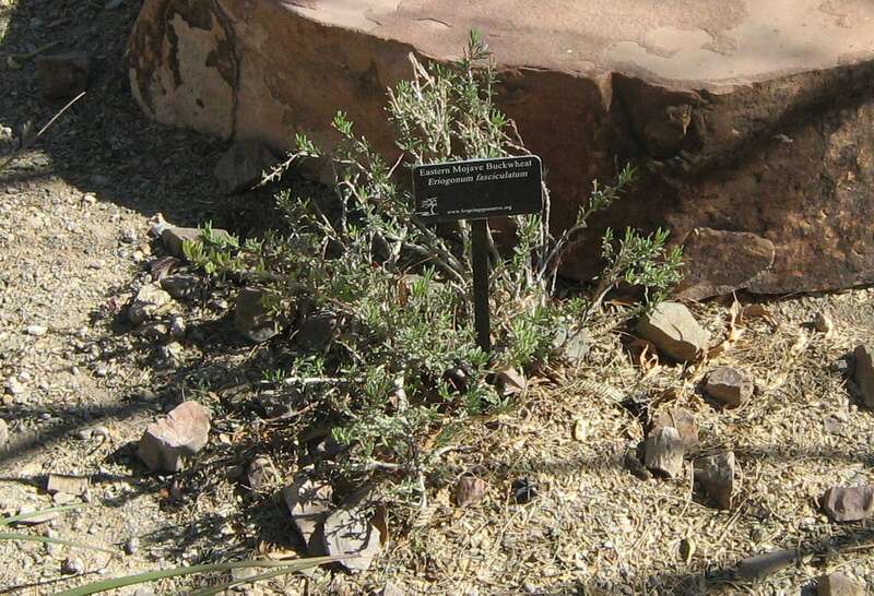 Eastern Mojave Buckwheat (Eriogonum fasciculatum), photographed at the Springs Preserve.