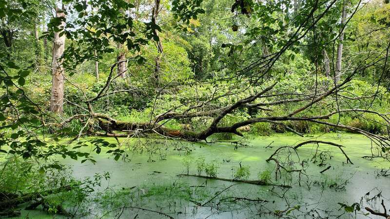 Edgewood Park, New Haven