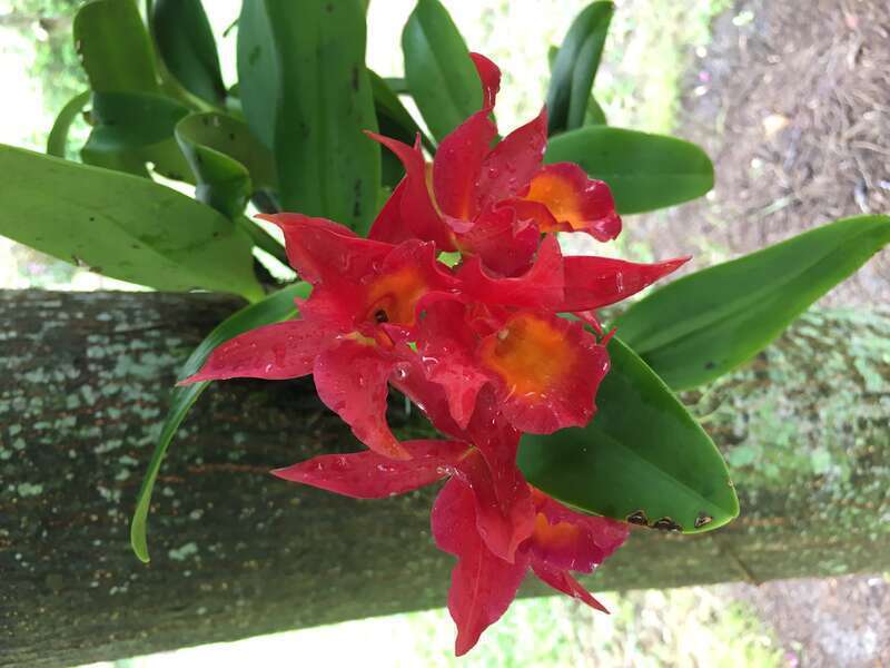 An orchid in a  tree at the Edison and Ford Winter Estates in Fort Myers, Florida